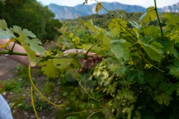 ripening green grapes, vines, winery plantations in long rows on the mountains and hills, the concept of growing crops, the stage of wine creation, natural open spaces