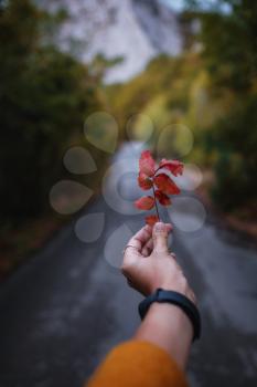 Female Hand holding a red leaf in the middle of a road in forest surrounded by the autumn trees. autumn warm background