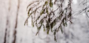 Pine trees are covered with snow on a frosty evening. Beautiful winter photo