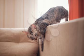 a funny tabby gray cat rests on the sofa on a sunny day. Comfort in home