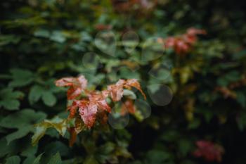 Close up image of orange autumn leaves at soft light. vintage look, Autumn colorful background