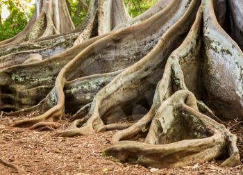 Strange spreading roots of the Moreton Bay Fig Tree as seen in Jurassic Park film