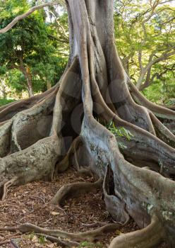 Strange spreading roots of the Moreton Bay Fig Tree as seen in Jurassic Park film