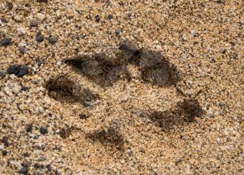 Close up of a single print of a large dog paw set deeply into sand