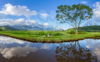 Panorama of Hanalei valley and taro fields with Nene geese at dawn near Princeville, Kauai, Hawaii