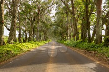 Famous mile long tunnel of Eucalyptus trees along Maluhia Road to Koloa Town, Kauai Hawaii