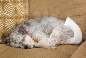 Old yorkshire terrier poodle mix dog asleep on couch and wearing a doggy diaper for incontinence