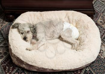Old yorkshire terrier poodle mix dog asleep on her bed and wearing a doggy diaper for incontinence