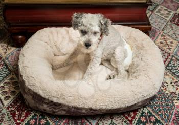 Old yorkshire terrier poodle mix dog sitting on her bed and wearing a doggy diaper for incontinence