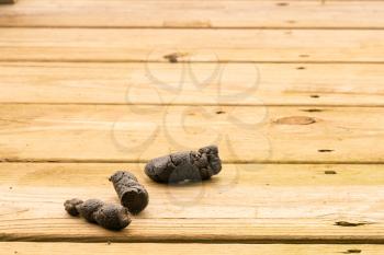 Dog poop left on the wooden boards of an outside deck or patio