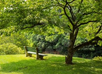 Lonely single park bench or seat in the shade of a flowering dogwood tree in the shadows of the branches