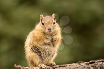 Cute tame and friendly chipmunk posing for camera with a quizzical expression