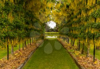 Lawn grass pathway leads through a flowering laburnum arch with delicate yellow blossoms towards a fountain