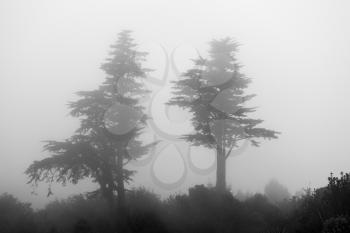 Two pine or fir trees appear from the mist and clouds above a forest of lower bushes as the fog rolls up the hillside