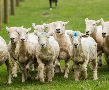 Herd of sheep in New Zealand farm being herded by sheepdog in background