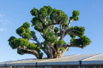 Large acacia or koa tree growing inside a large tent building and extending through the roof material into the sky in Hawaiian islands