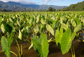Hanalei Valley on island of Kauai with focus on Taro plants with Na Pali mountain range in the background