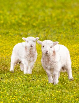 Pair of young baby lambs in a meadow full of wildflowers