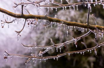 Icicles forming off ice covered branches of tree in winter as the covering starts to melt
