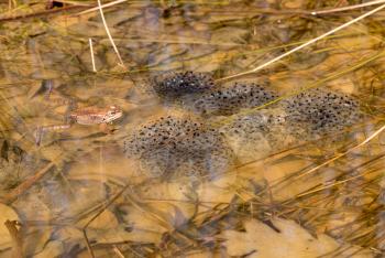 Single frog or toad floating in pond with clumps of eggs or frogspawn in the water in spring