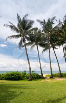 Palm trees frame the ocean near Poipu in Kauai