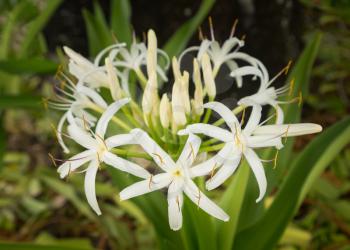 The white spider lily plant or crinum asiaticum grows from a bulb in Maui in Hawaii