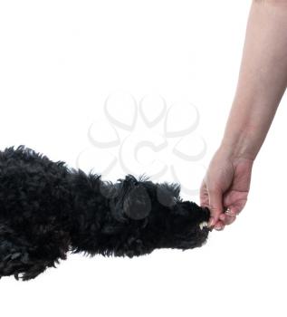 Isolated humorous image of a black poodle dog leaping for a treat held by female hand
