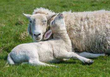 Small newly born lamb laying besides mother ewe against the green grass with contentment