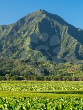 Close up on Taro plans in Hanalei valley with Na Pali mountains behind in Kauai