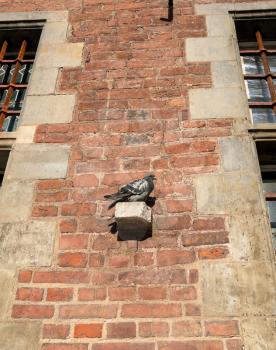 Pigeon rests on the wall of the restored Old Main Town Hall on Long Lane in Gdansk Poland