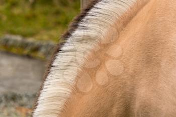 Norwegian Fjord horse in Norway has very distinctive Dun color and black and white mane with dorsal stripe