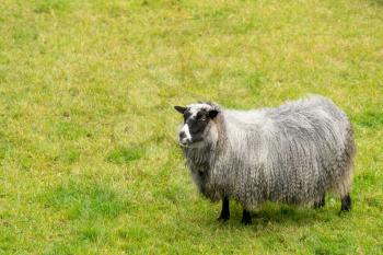 Sheep grazing on green grass on Norwegian farm near Bergen