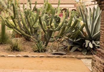 Various types of cactus plants in garden of old church