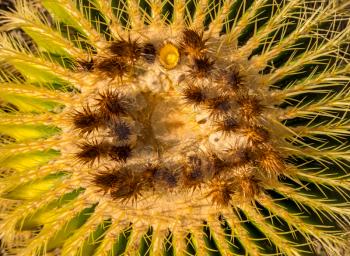 Spike and needles on cactus plant with one yellow flower opening