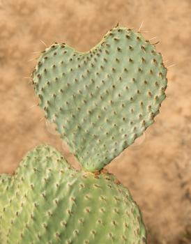 Valentine image of heart shaped prickly pear cactus in desert illustrating love