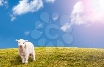 Bright green sunlit grass hill with cute easter lamb with blue sky and clouds with sun flare