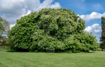 Very large horse chestnut or conker tree in flower in spring in a garden