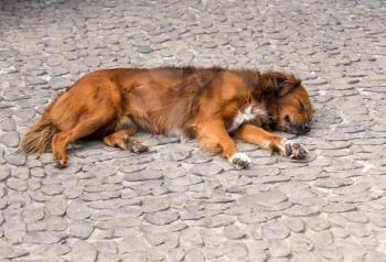 Large dog asleep in warm sun on cobbled pavement or sidewalk
