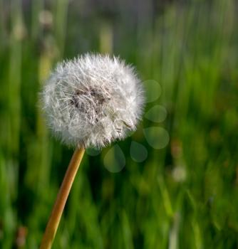 Perfect round specimen of dandelion seed head against background of grass and other flowers