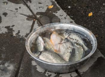 Metal bowls of fish for sale after catch in River Hai in Tianjin