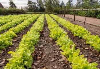 Lettuce growing in rows on sunny day in traditional rural kitchen garden