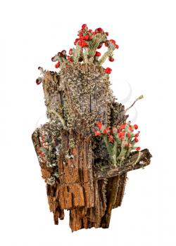 Cutout of Cladonia cristatella or British Soldiers Lichen growing on old wooden fence post in West Virginia against white background