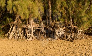 Panoramic view of the erosion to Ke'e beach caused by sea waves under trees and root structure in the sand