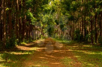 Pathway of the Wai Koa Loop trail or track leads through plantation of Mahogany trees in Kauai, Hawaii, USA