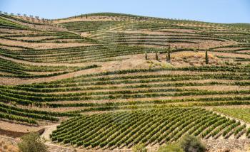 Vineyards line the hillsides of the river Douro in Portugal in the major port wine district of Barca d' Alva