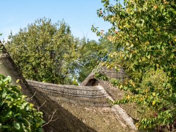 Detail of a thatched roof on a country home being overgrown by trees in village of Dunsford England