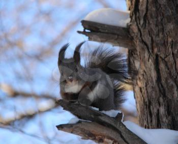 Common forest squirrel in the forest park.
