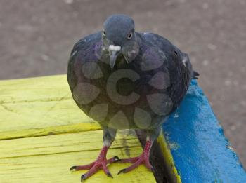 Common blue-gray doves in the city. Bird, who lives next to the man. Single pigeon sitting.