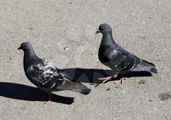 Common blue-gray doves in the city. Bird, who lives next to the man.