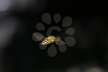 Hoverfly hovering in flight. Buzzing insect.